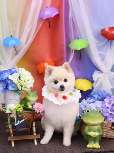 20230601ビビちゃん